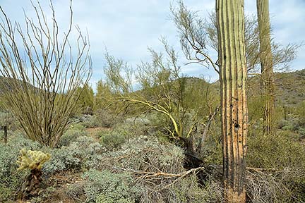 Cave Creek Regional Park, January 26, 2015